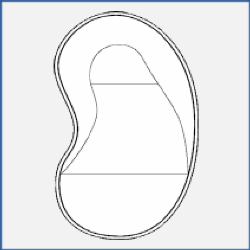 Kidney - Crescent Kidney - Crescent